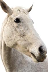 A Horse Named Lady II | Obraz na stenu