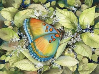 Royal Butterfly | Obraz na stenu