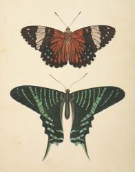 Papillons I | Obraz na stenu