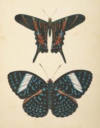 Papillons II | Obraz na stenu