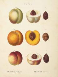 Peaches I | Obraz na stenu