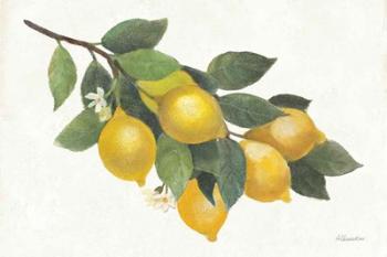 Lemon Branch I | Obraz na stenu