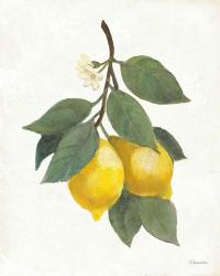Lemon Branch II | Obraz na stenu