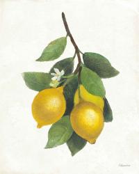 Lemon Branch III | Obraz na stenu