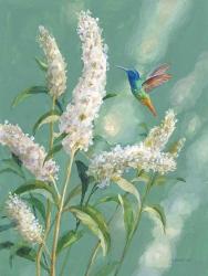 Hummingbird Spring II | Obraz na stenu