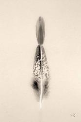 Floating Feathers I Sepia | Obraz na stenu