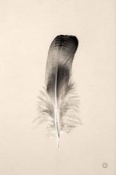 Floating Feathers IV Sepia | Obraz na stenu