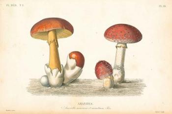 French Mushrooms I | Obraz na stenu