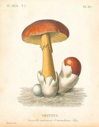 French Mushrooms II | Obraz na stenu