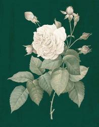 White Roses on Green I | Obraz na stenu