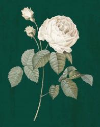 White Roses on Green II | Obraz na stenu
