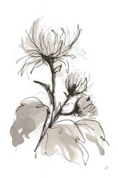 Chrysanthemum I | Obraz na stenu