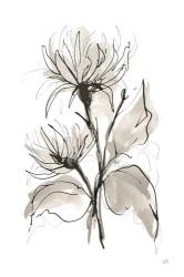 Chrysanthemum II | Obraz na stenu