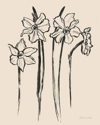 Ink Sketch Daffodils | Obraz na stenu