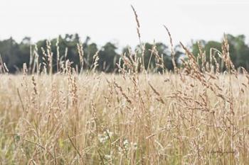 Summer Field II | Obraz na stenu