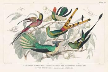 Hummingbirds Chart | Obraz na stenu