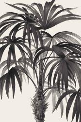 Riviera Palms II BW | Obraz na stenu