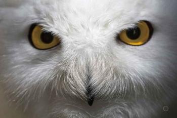 Snowy Owl Stare | Obraz na stenu