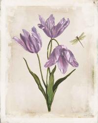 Antiquarian Blooms III Purple | Obraz na stenu