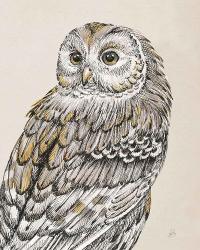 Beautiful Owls III Vintage | Obraz na stenu