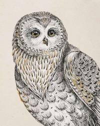 Beautiful Owls IV Vintage | Obraz na stenu