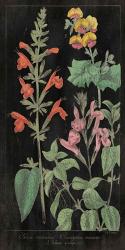 Salvia Florals I on Black | Obraz na stenu