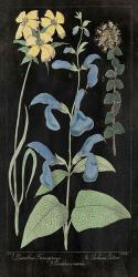Salvia Florals II on Black | Obraz na stenu