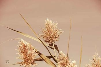 Noon Grasses III | Obraz na stenu