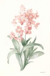 Spring Orchid I | Obraz na stenu
