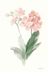 Spring Orchid II | Obraz na stenu