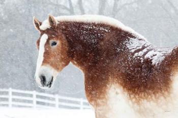 Snowy Draft Horse | Obraz na stenu