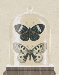 Cottage Butterflies I | Obraz na stenu