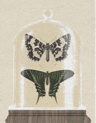 Cottage Butterflies II | Obraz na stenu