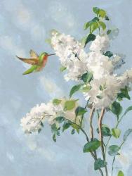 Hummingbird Spring I Soft Blue | Obraz na stenu