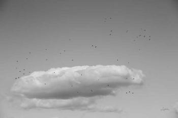 Flock in Flight | Obraz na stenu