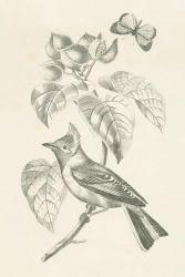 French Bird Drawing | Obraz na stenu