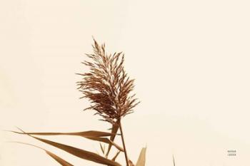 Summer Reeds I | Obraz na stenu