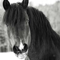 Winter Horse II | Obraz na stenu