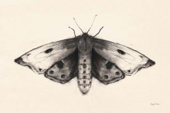 Moth I | Obraz na stenu