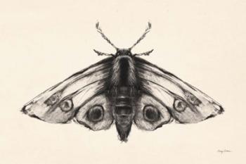 Moth II | Obraz na stenu