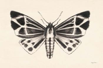 Moth III | Obraz na stenu