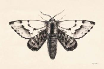 Moth IV | Obraz na stenu