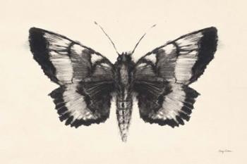 Moth V | Obraz na stenu