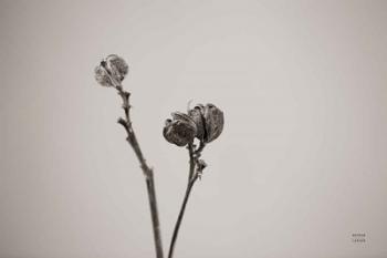 Daylily Pod Study | Obraz na stenu