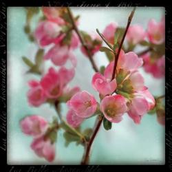 Quince Blossoms II | Obraz na stenu