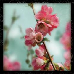 Quince Blossoms III | Obraz na stenu