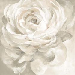 White Rose Gray | Obraz na stenu