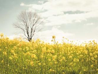 Yellow Meadow | Obraz na stenu