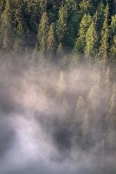 Fog and Forest II | Obraz na stenu