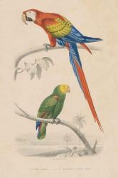 Parrot Study | Obraz na stenu